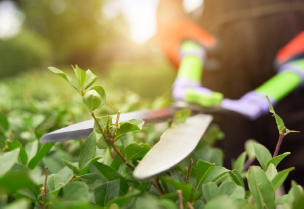 Gardening & Landscaping